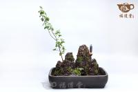 假山