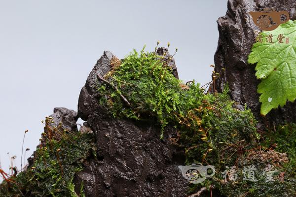 假山