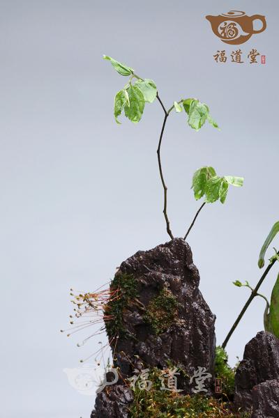 假山