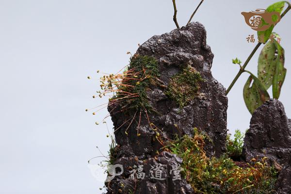 假山