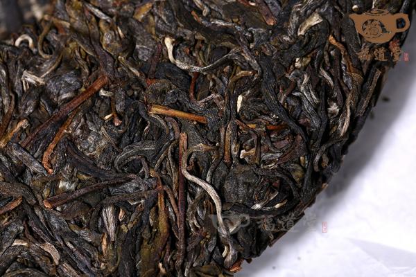 刮风寨茶王树
